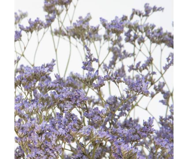 Limonium séché violet - idéal pour vos bouquets champêtres