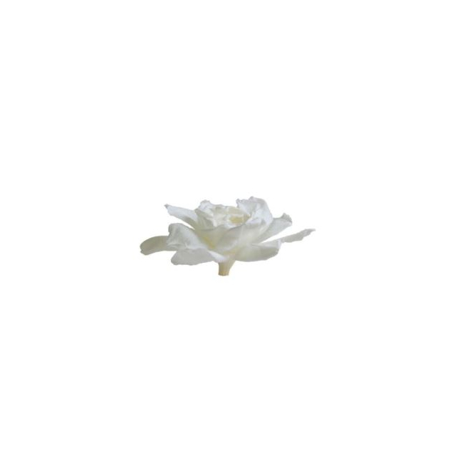 Gardenia stabilisé blanc (3 têtes) - Fleurs éternelles à petit prix