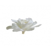 Gardenia stabilisé blanc (3 têtes)