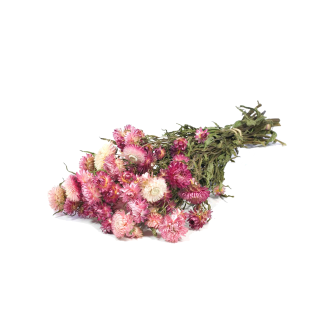 Hélichrysum séché rose tendre (env 100g)