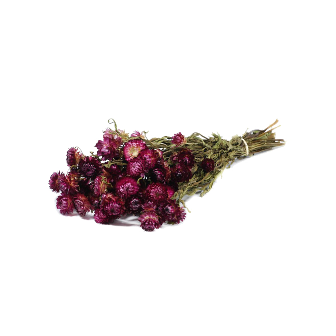 Hélichrysum séché rose foncé (env 80gr.)