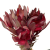 Leucadendron rouge (10 tiges)