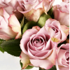 Rose Memory Lane - France Fleurs