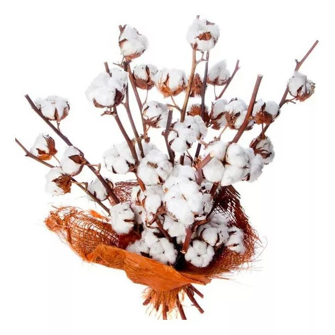 Bouquet de fleurs de coton naturel de 7 à 13 branches à prix doux