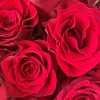 Le Saint Valentin (101 roses rouges)