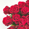 Rose rouge (20 tiges)