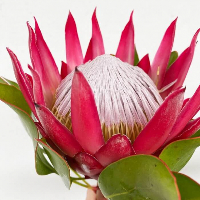 Protéa cerise XL - Une fleur exotique au volume remarquable