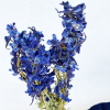 Delphinium séché bleu (env 50gr.)