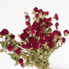 Rose branchue séchée rouge (10 tiges)