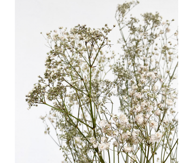 Gypsophile séché blanc - Des pluies d'étoiles dans votre bouquet sec