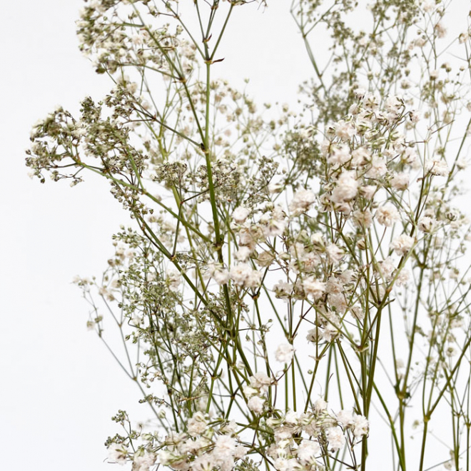 Gypsophile séché blanc - Des pluies d'étoiles dans votre bouquet sec