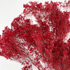Broom Bloom séché rouge (env 100gr.)
