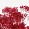 Broom Bloom séché rouge (env 100gr.)
