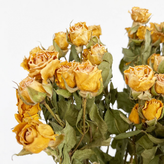 Rose branchue séchée jaune (10 tiges)