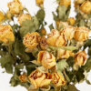 Rose branchue séchée jaune (10 tiges)