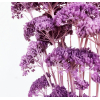 Achillée séchée lilas (env 70gr.)