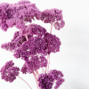 Achillée séchée lilas (env 70gr.)