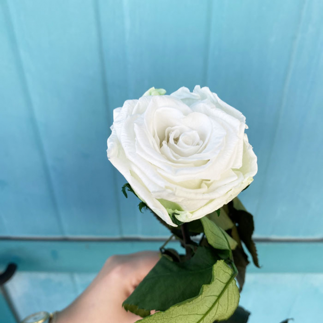 Rose éternelle blanche (unitige)