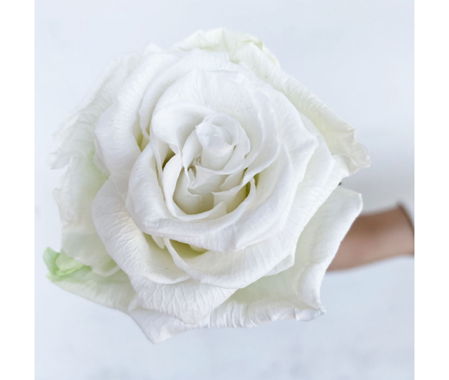 Rose naturelle stabilisée blanche. Offrez l'éternité.