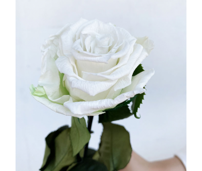 Rose naturelle stabilisée blanche. Offrez l'éternité.