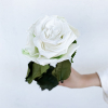 Rose éternelle blanche (unitige)