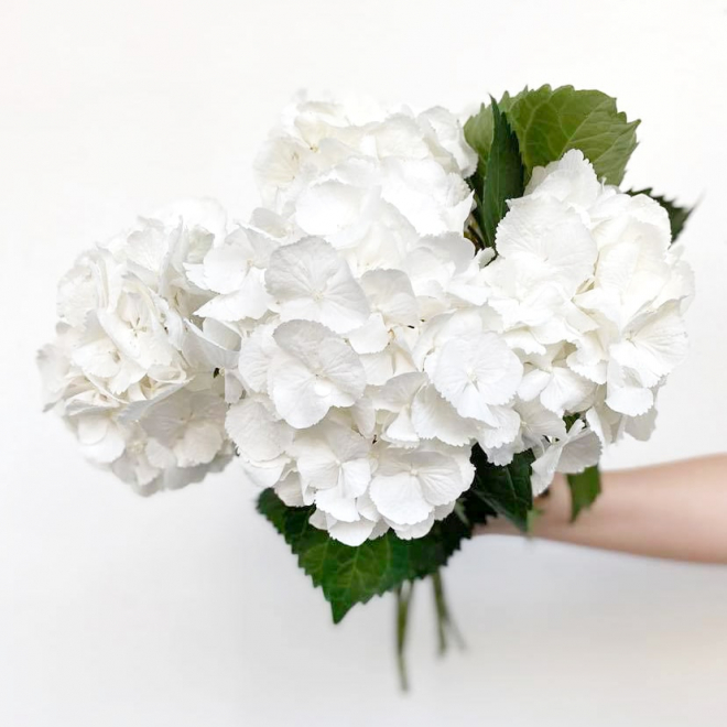 Hortensia blanc - livraison fleurs Mariage