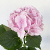 Hortensia rose pâle (5 tiges)