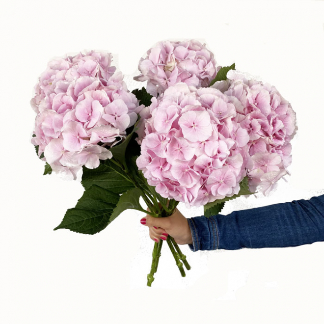 12 x 2 cm Petite Rose en Mousse Fleurs pour Mariage et Artisanat-Madame pompadore 