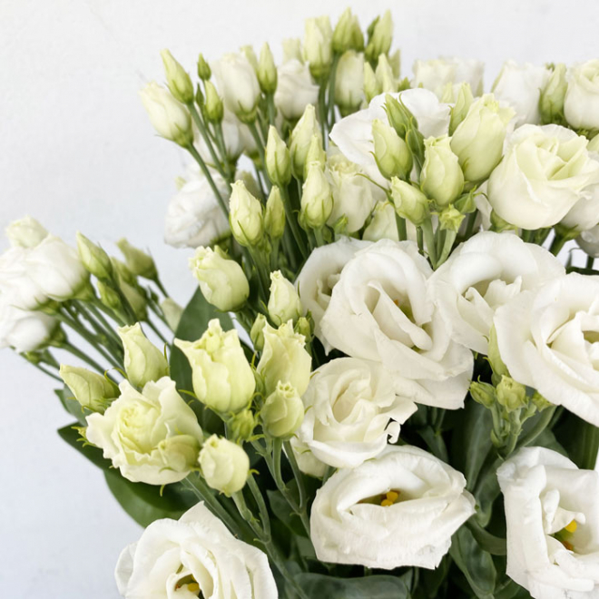 Lisianthus blanc - Fleur fraîche coupée à la botte - France Fleurs