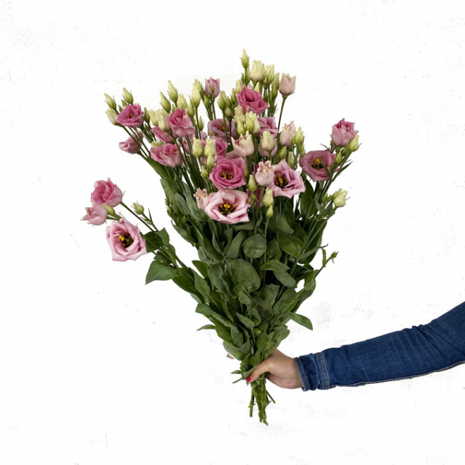 Fleur de lisianthus rose - livraison fleur coupée mariage