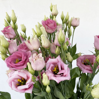 Lisianthus rose - livraison fleurs coupées -  France Fleurs