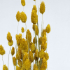 Phalaris séché jaune (env 100gr.)