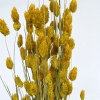 Phalaris séché jaune (env 100gr.)