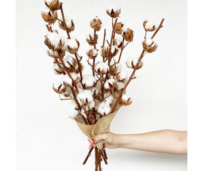 Bouquet de fleurs de coton naturel de 7 à 13 branches à prix doux