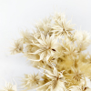 Nigelle orientale séchée blanche (env 130gr.)