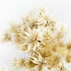 Nigelle orientale séchée blanche (env 130gr.)