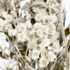 Immortelles séchées blanches (env 40gr.)