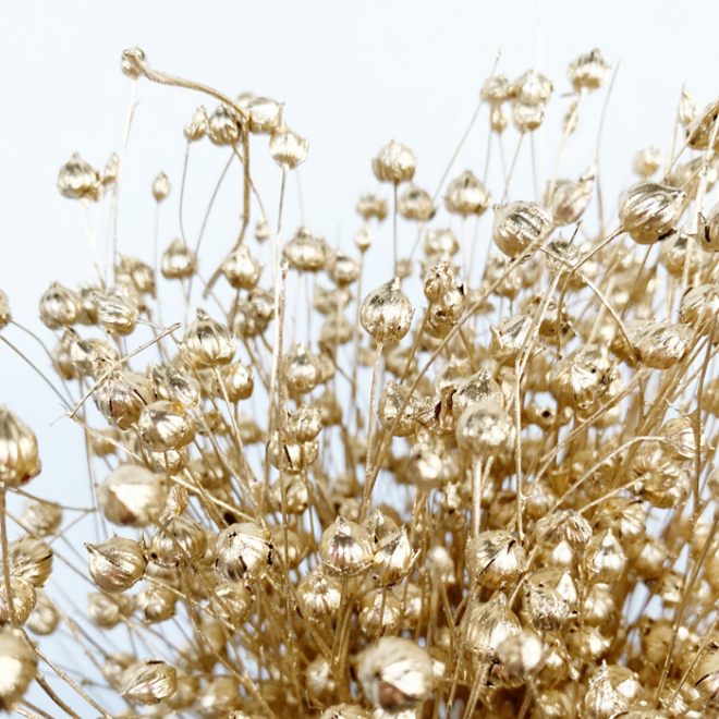 Fleur de lin séchée dorée (env 100gr.)