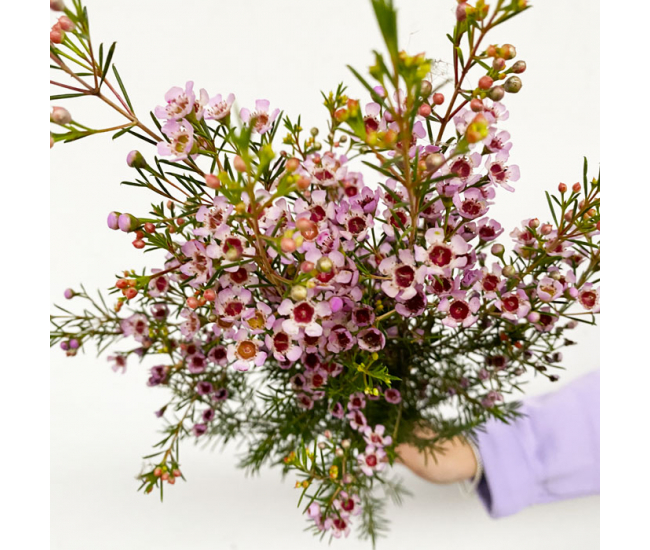 Waxflower - Fleur fraîche coupée à la botte idéale pour des bouquets  volumineux