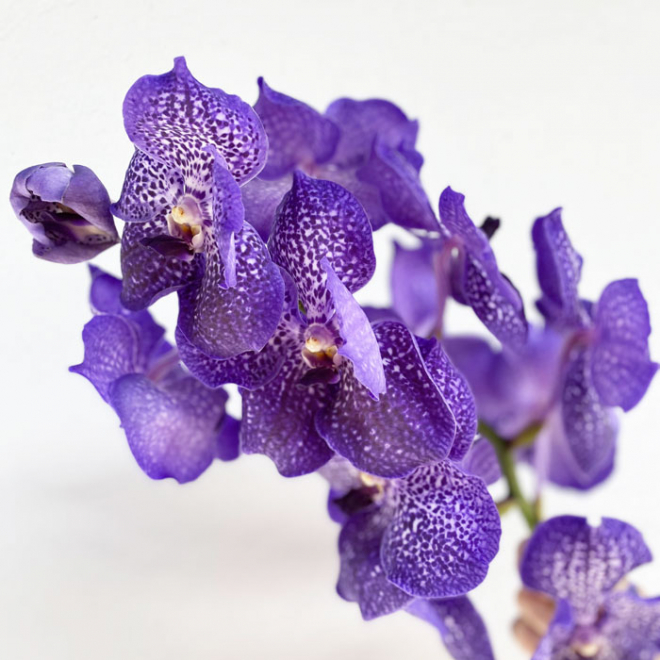 Orchidée Vanda bleue (16 fleurons) - Fleurs exotiques