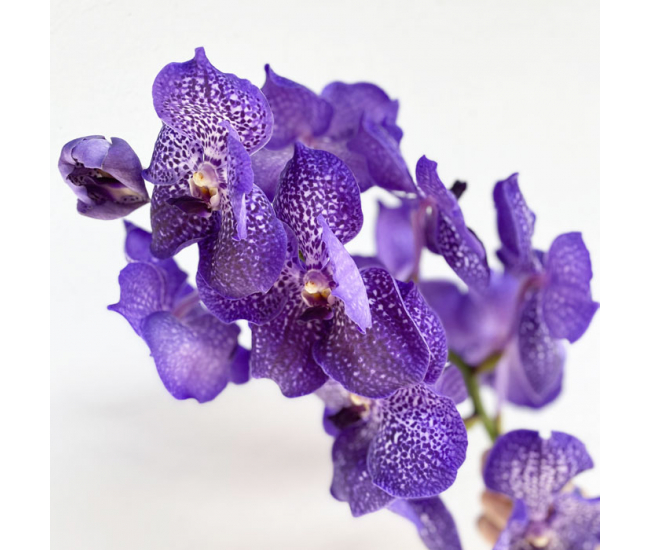 Orchidée Vanda bleue (16 fleurons) - Fleurs exotiques