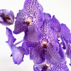 Orchidée Vanda bleue (16 fleurons)
