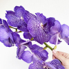 Orchidée Vanda bleue (16 fleurons)