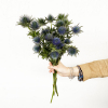 Chardon bleu - France Fleurs