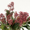 Skimmia rouge (5 tiges)