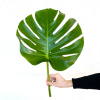 Philodendron Monstéra grand (30 tiges)