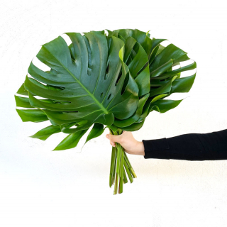 Philodendron Monstéra grand (10 tiges)