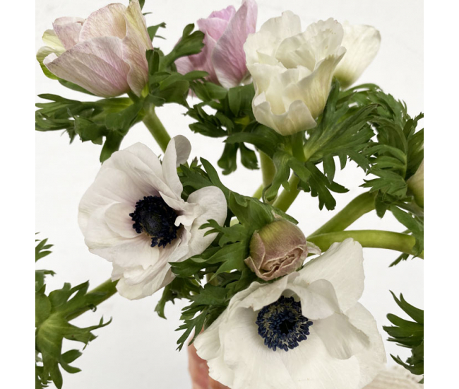 Anémone fleurs - livraison fleur coupée