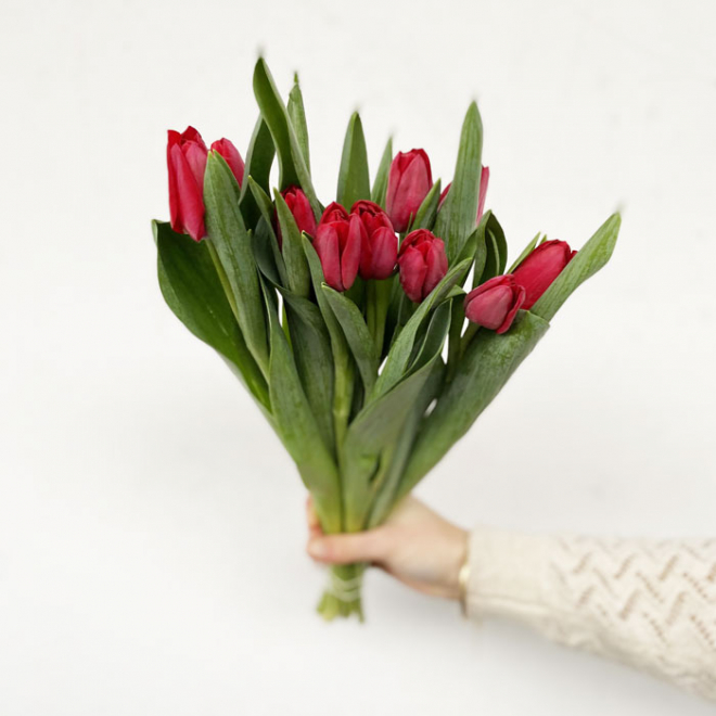 Tulipe rouge (10 tiges)