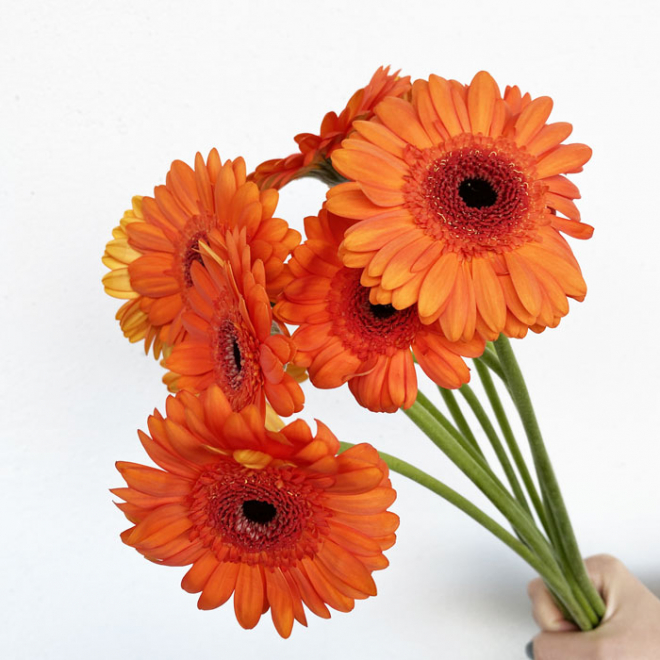 Germini orange - Mini gerbera orange idéal pour vos compositions sur mesure